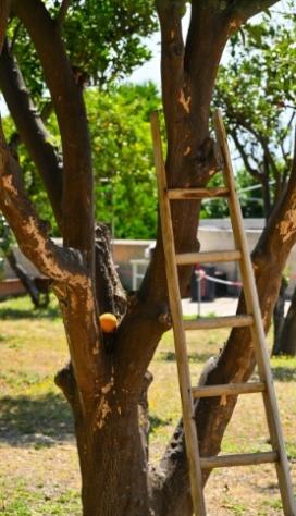 Scala appoggiata a un albero in un giardino soleggiato.