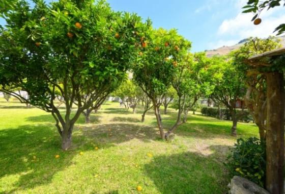 Aranceto soleggiato con alberi di agrumi e frutti sparsi sul prato verde.